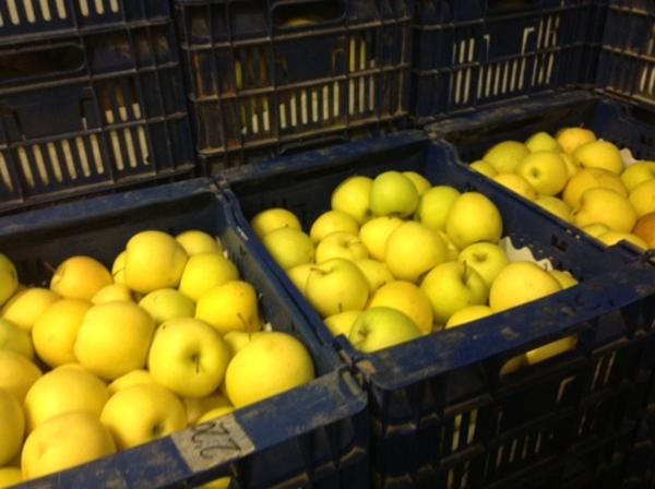 Fruits Solé – Falcó 21 manzanas golden