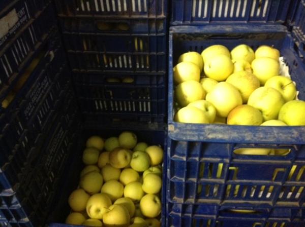 Fruits Solé – Falcó 21 canastas con manzanas