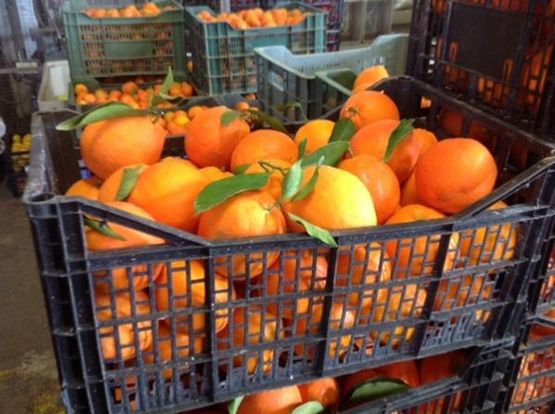Fruits Solé – Falcó 21 Naranjas