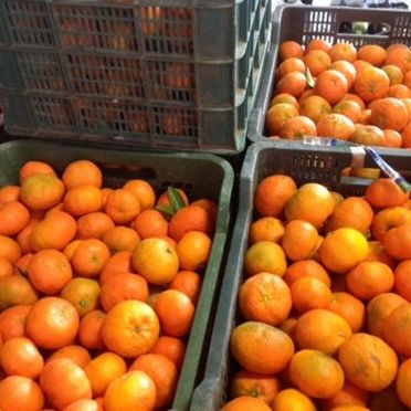 Fruits Solé – Falcó 21 mandarinas