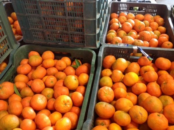 Fruits Solé – Falcó 21 mandarinas