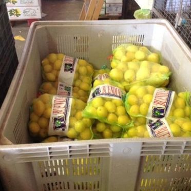 Fruits Solé – Falcó 21 limones
